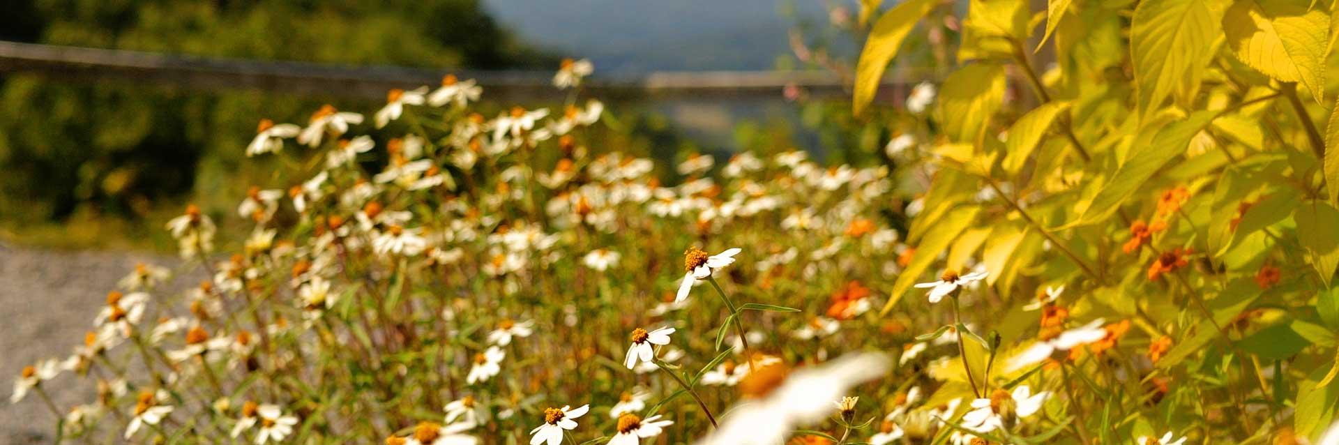 Flora & Fauna