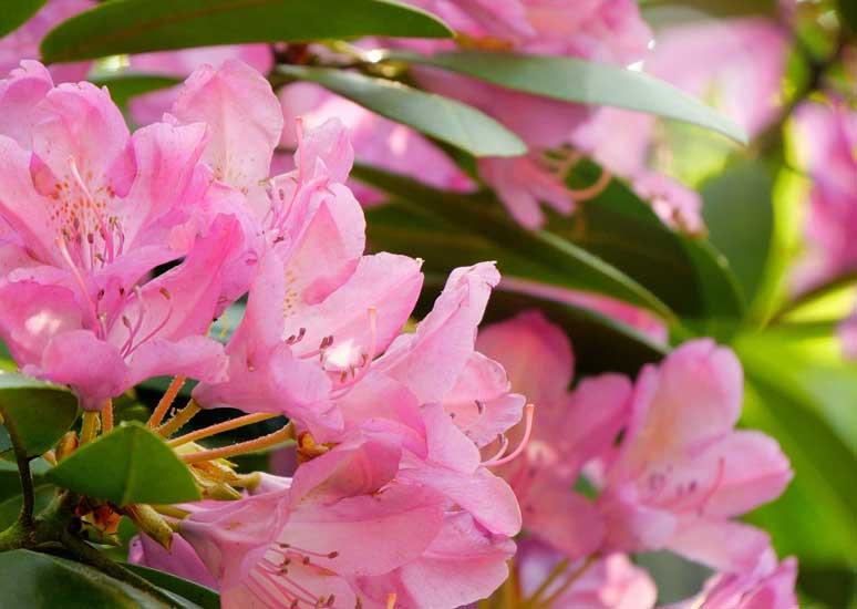 Flora and Fauna